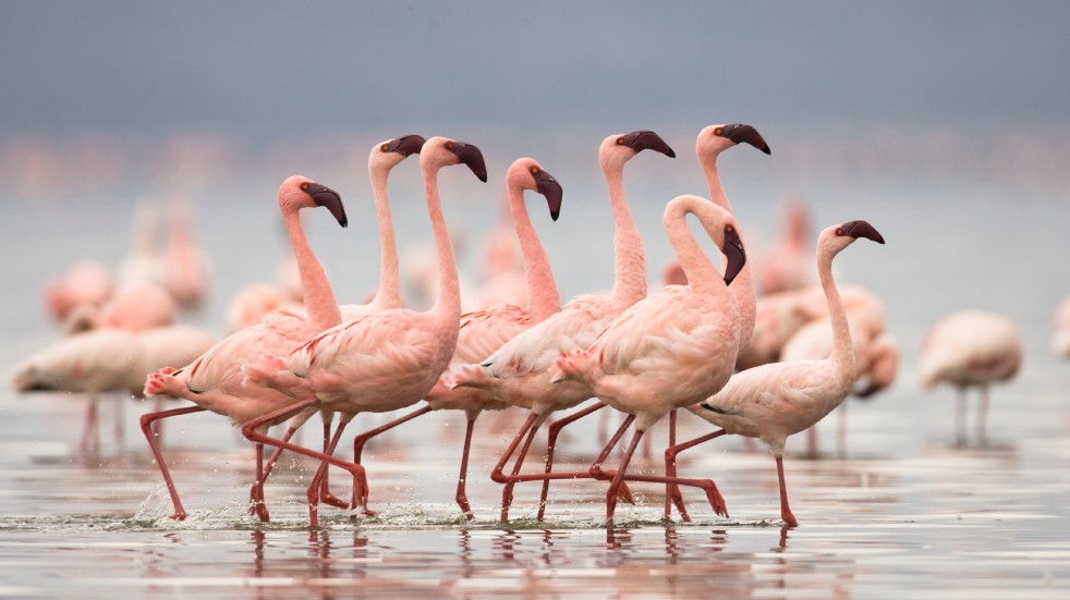 Flamingoes